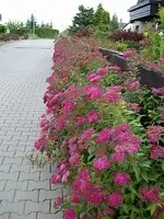 Hecke2.webp