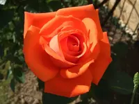 Rose Alexander.webp