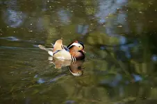 Mandarin_Ente.webp