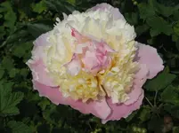 IMG_2700_1067x800.webp