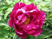 IMG_baumpfingstrose_1067x800.webp