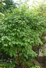 P1020019.webp