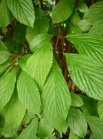 P1020021.webp