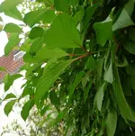 P1020020.webp