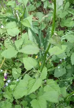DSCF2129 - Kopie.webp