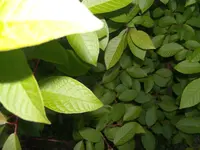 DSCN6362.webp