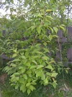 DSCN6355.webp