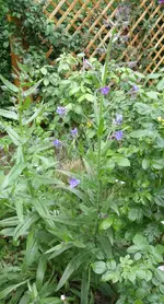 DSCF2126 Kopie.webp