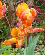 CIMG5673 Tulpe.webp