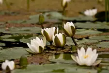 Botanische Erlangen (1 von 1).webp