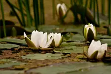 Botanische Erlangen2 (1 von 1).webp