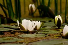 Botanische Erlangen 3 (1 von 1).webp