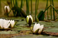 Botanische Erlangen 4 (1 von 1).webp