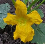 Zucchiniblüte.webp