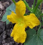 Zucchiniblüte (2).webp
