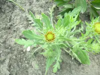 Unbekannt8.0.webp