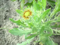 Unbekannt8.3.webp