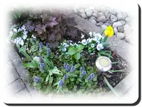 schattenbeet.webp
