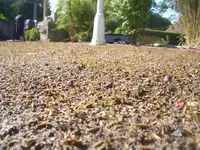 comp_garten21.05.11 003.webp