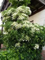 SAM_0337.webp