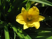IMG_green flutter_1067x800.webp
