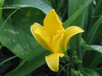 IMG_golden dewdrop_1067x800.webp