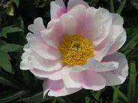 IMG_2731_1067x800.webp