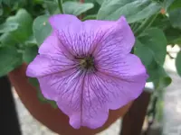 Petunie.webp