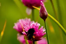 Botanische Erlangen 10 (1 von 1).webp