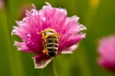 Botanische Erlangen 11 (1 von 1).webp