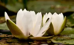 Botanische Erlangen2 (1 von 1)z.webp