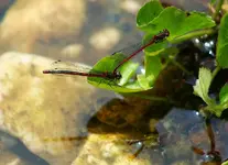 Libellen1_kleiner.webp