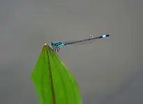 Libellen2_kleiner.webp