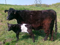 kuh mit kalb.webp
