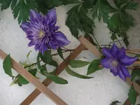 DSCF0394.webp