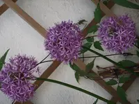 DSCF0395.webp