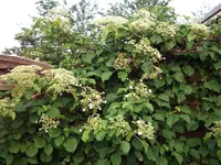 DSCF0398.webp