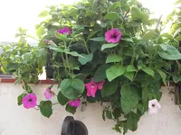 DSCF0401.webp