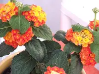 DSCF0402.webp