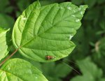 P5218733 Nemophora degeerella Langhornmotte.jpg