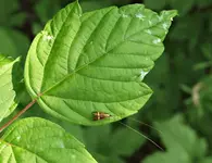 P5218733 Nemophora degeerella Langhornmotte.webp