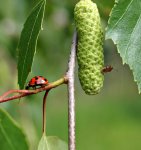 P5218744 Marienkäfer und Birkenwanze.jpg