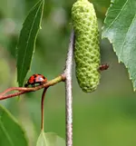 P5218744 Marienkäfer und Birkenwanze.webp