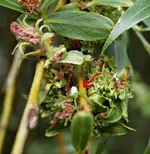 P5218751 Krabbenspinne.webp
