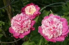 DSC05149.webp