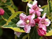 P5218760 3 Blüten.webp