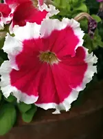 P5218766 Petunie.webp
