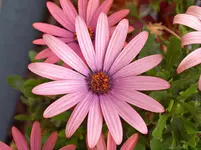 P5218767 Kapmargerite Fragezeichen.webp