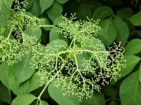 P5218756 Holunderknospen.webp