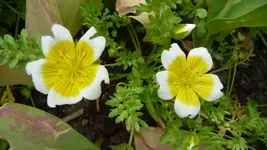 K800_2 Spiegeleier.webp